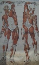 LAMINA 1910 CUERPO HUMANO 180x100 cm