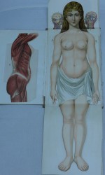 Anatomía mujer (1)