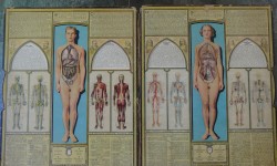 Desplegable americano cuerpo 1890 bodyscope