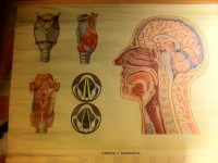 CARTEL ANATOMIA CABEZA 1940 -  300 €