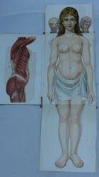 Anatomía mujer (1)