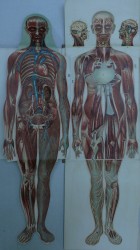 Anatomía mujer