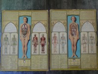 Desplegable americano cuerpo 1890 bodyscope