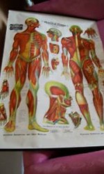 6  cartas AMERICAN FROSHE ANATOMIA 1900  -  600 €  CADA UNA   (1)