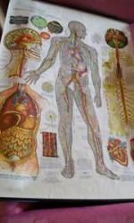 6  cartas AMERICAN FROSHE ANATOMIA 1900  -  600 €  CADA UNA   (4)