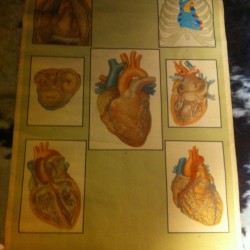 CARTEL ANATOMIA CORAZON 1940 - 300 €