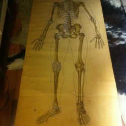 CARTEL ANATOMIA ESQUELETO  1940  - 400 €