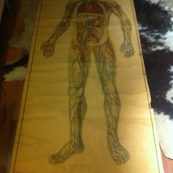 CARTEL ANATOMIA HUMANA SANGRE  1940 - 400 €