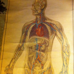 CARTEL ANATOMIA HUMANA 1940 - 400 €