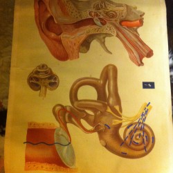 CARTEL ANATOMIA OIDO 1940 - 300 €