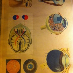 CARTEL ANATOMIA OJO  1940  -  300 €