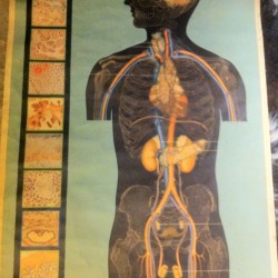 CARTEL ANATOMIA 1940 -  300 €