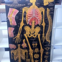 CARTEL ANATOMIA ESQUELETO USA  1890 -  600 €    150 CM X 120 CM