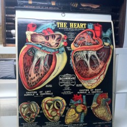 CARTEL ANATOMIA CORAZON 1890 USA  - 600 €  150 CM X120 CM