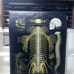 CARTEL ANATOMIA 1890 USA - 600 €     150 CM X 120 CM