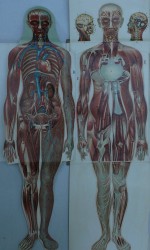 anatomia mujer 100 €