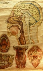 carta anatomia humana1910  180x100 cm -  600 €