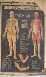 mapa escolar anatomia - 100 €